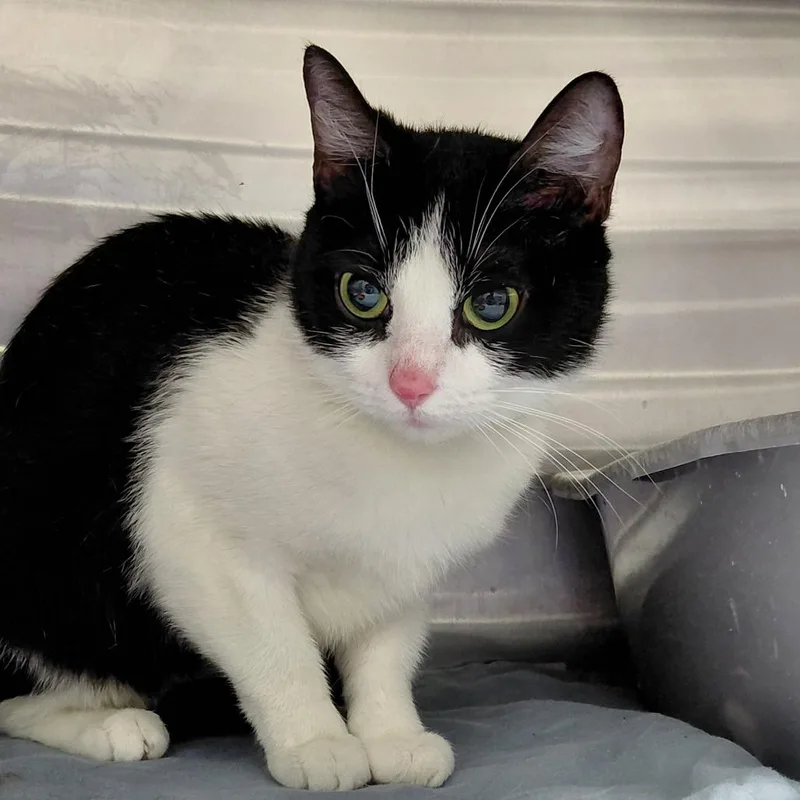 An adult medium-sized female Black Domestic Short Hair cat named Minnie for adoption in Philadelphia, PA