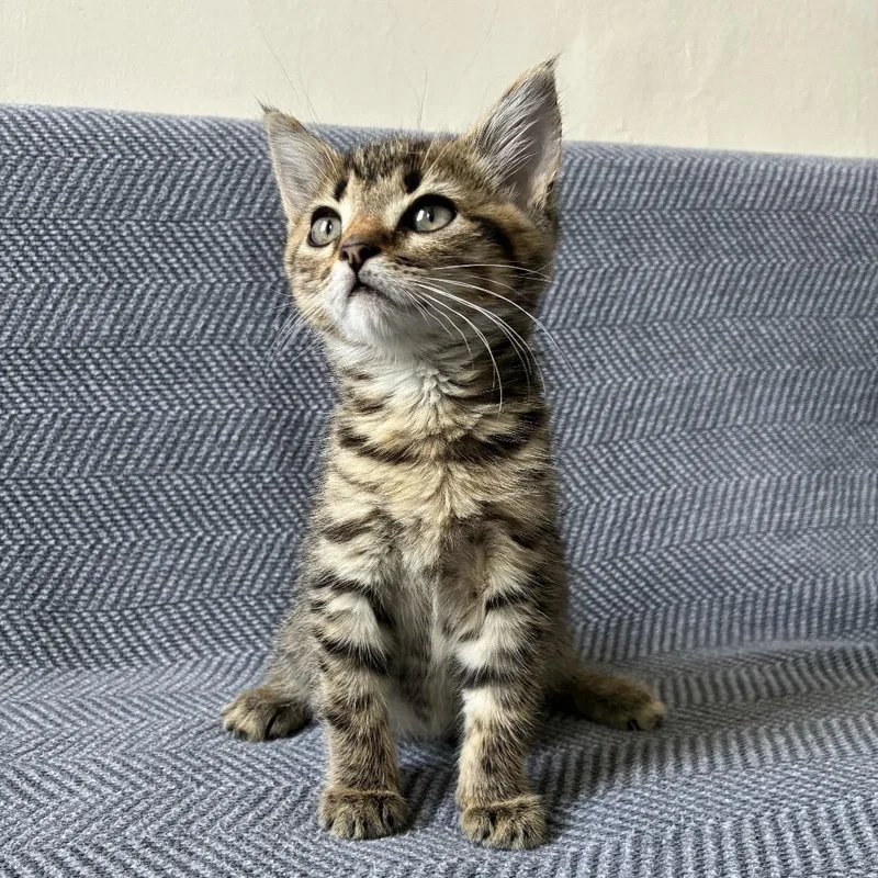 A baby small-sized female Brown / Chocolate Domestic Short Hair cat named Fiji for adoption in Middle Village, NY