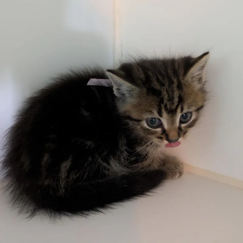 A baby small-sized female Domestic Short Hair cat named Timon for adoption in Jefferson city, TN