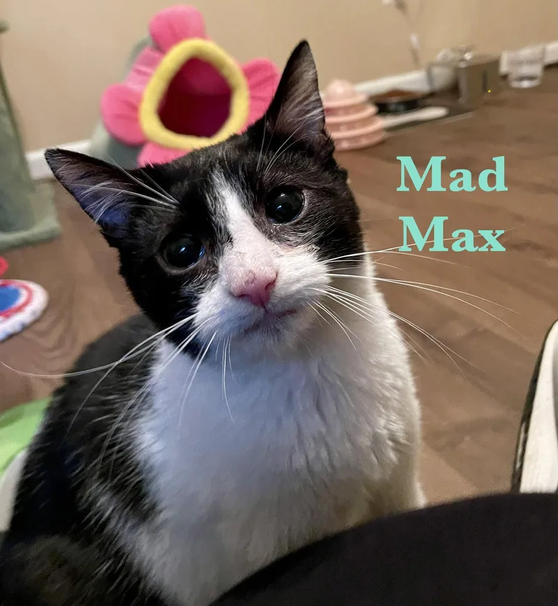 A young medium-sized male Black & White / Tuxedo Domestic Short Hair cat named Mad Max for adoption in Reston, VA
