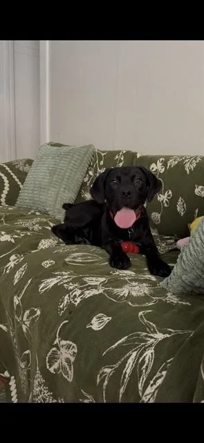 A young small-sized female Cane Corso dog named Banessa for adoption in Sacramento, CA