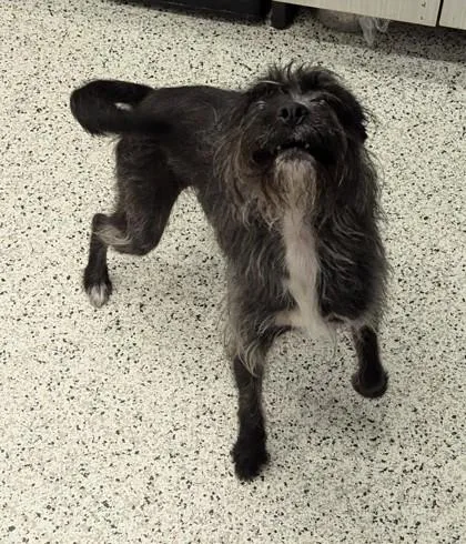 A young small-sized female Mixed Breed dog named Julia for adoption in Atlanta, GA