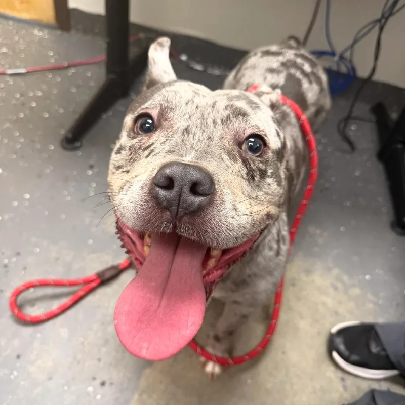 An adult medium-sized male Gray / Blue / Silver Mixed Breed dog named Rocko for adoption in Columbiana, AL
