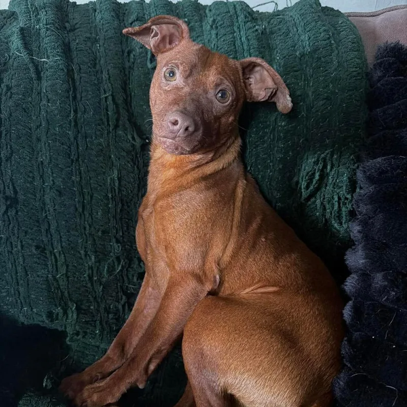 Loki