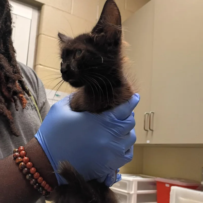 A baby small-sized female Brown / Chocolate Domestic Medium Hair cat named Sundae for adoption in Columbus, GA