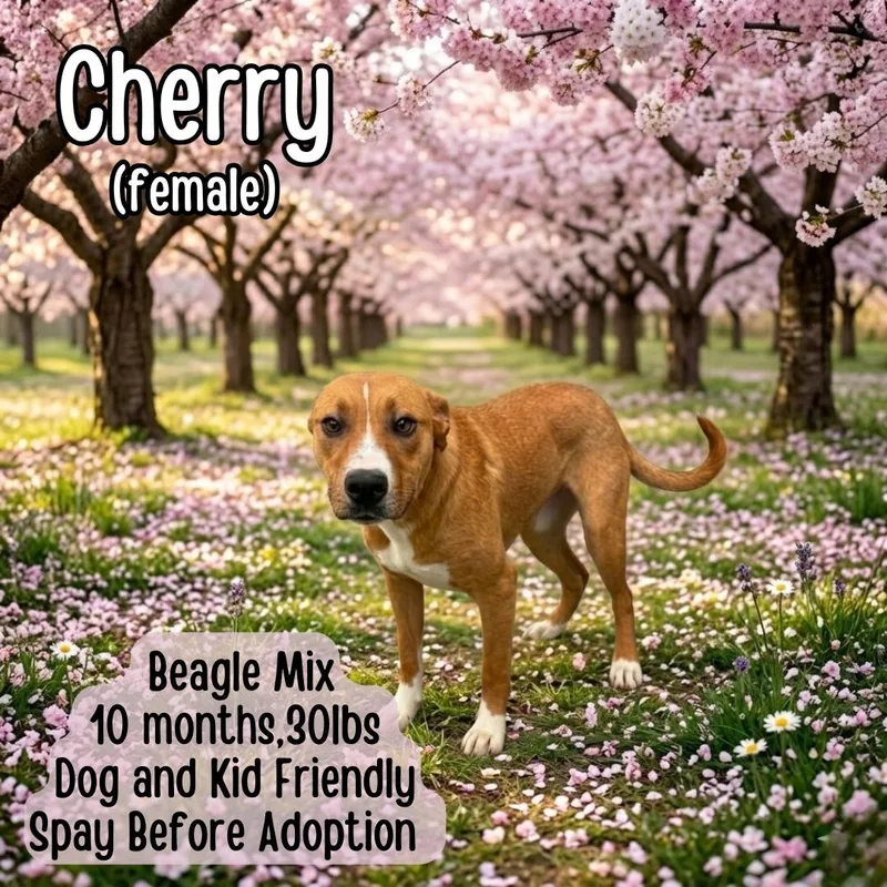 Cherry thumbnail 2