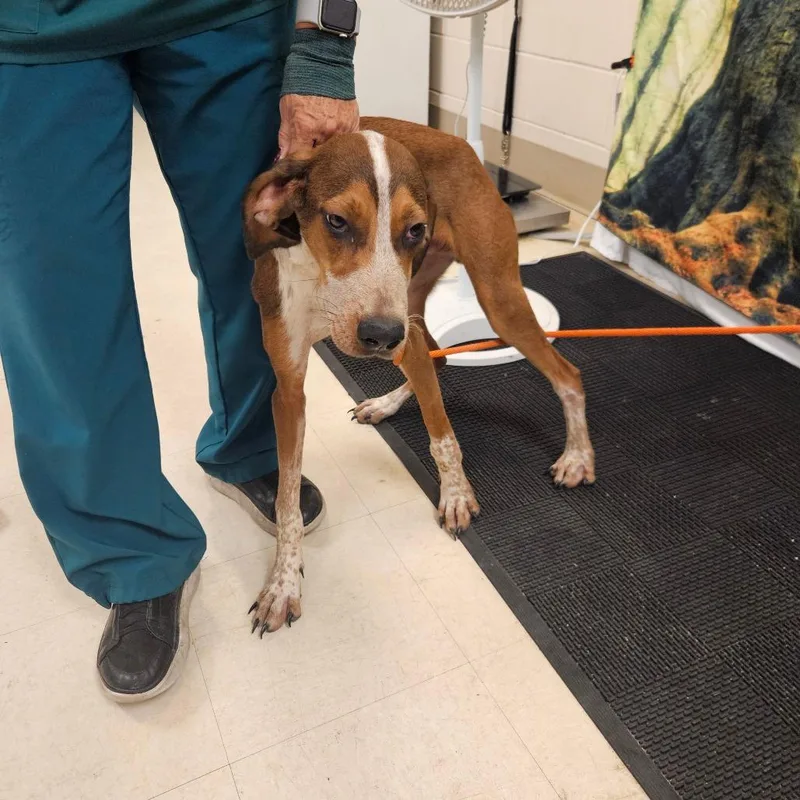 An adult medium-sized male Coonhound dog named Alvin for adoption in Lake Panasoffkee, FL