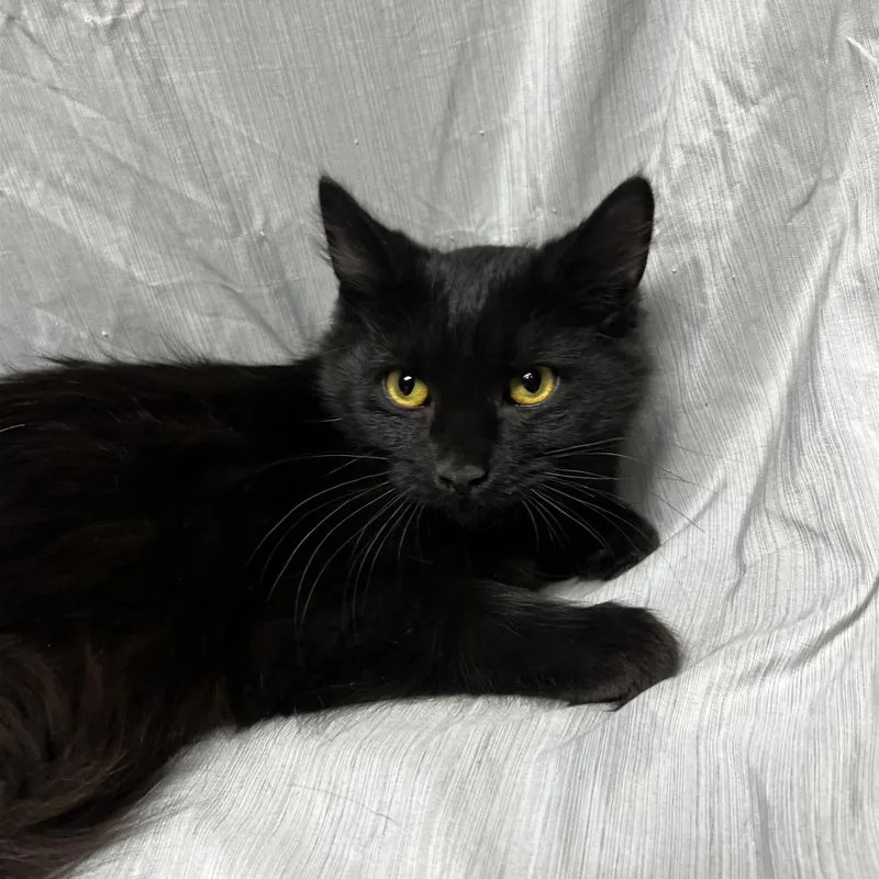 A baby medium-sized female Black Domestic Medium Hair cat named Buttercup for adoption in Raleigh, NC
