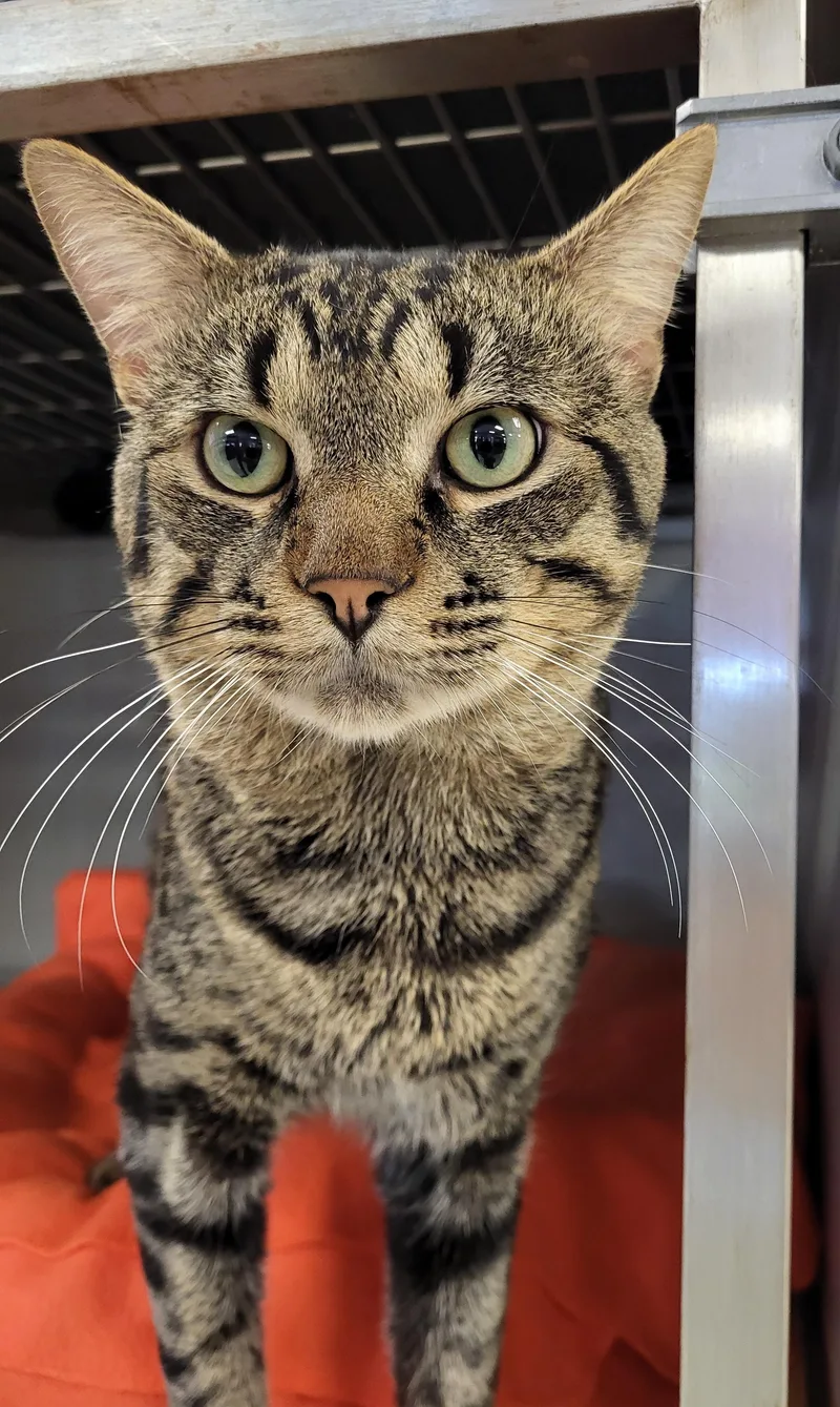 An adult large-sized male Tabby (Brown / Chocolate) Domestic Short Hair cat named Completo for adoption in Grayslake, IL