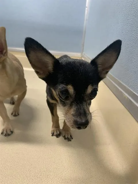 A senior small-sized male Chihuahua dog named Smidge for adoption in Tucson, AZ