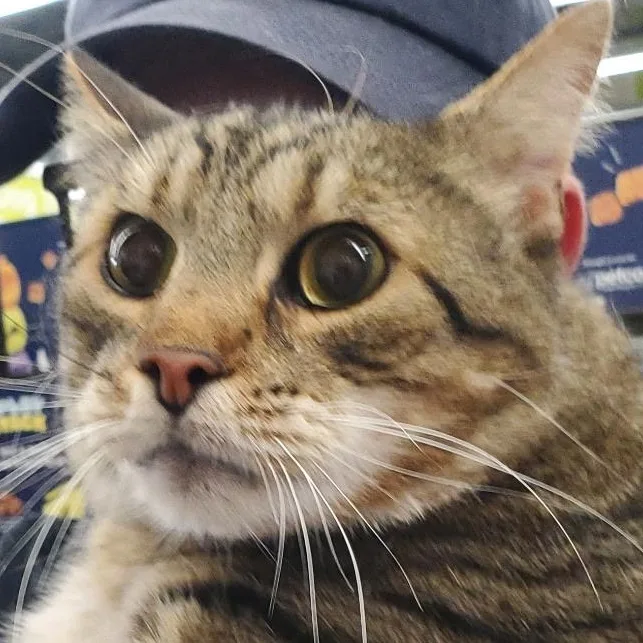 A senior large-sized male Tabby (Brown / Chocolate) Tabby cat named Yogurt for adoption in Maple Shade, NJ