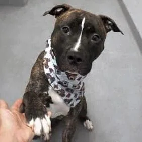 An adult medium-sized male American Staffordshire Terrier dog named Sevyn for adoption in Long Island City, NY