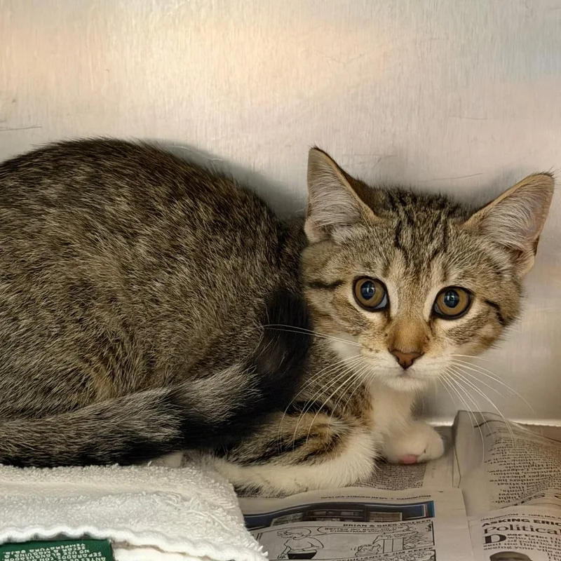 A baby small-sized female Brown / Chocolate Domestic Short Hair cat named Oyuki for adoption in Auburn, AL