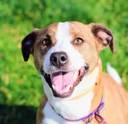 An adult medium-sized male Brindle Mixed Breed dog named Biggby for adoption in Hamilton, OH