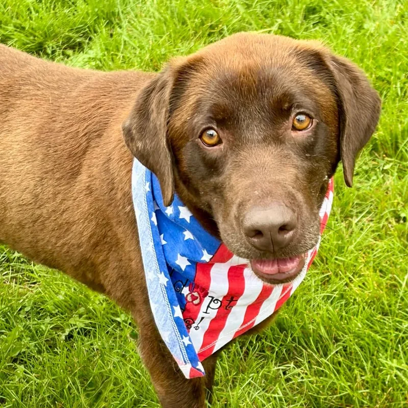 An adult medium-sized female Brown / Chocolate Chocolate Labrador Retriever dog named Freedom for adoption in Pekin, IL