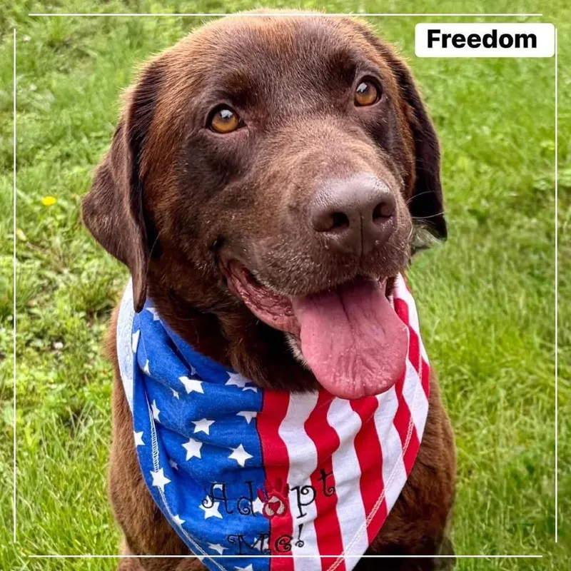 Freedom thumbnail 2