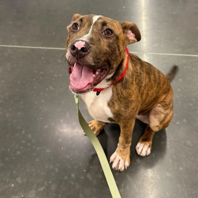 A young medium-sized male Brindle Mixed Breed dog named Cason for adoption in Summerville, SC