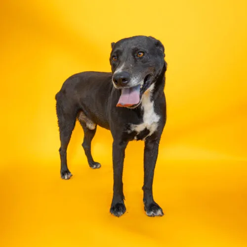 A young medium-sized male Black Labrador Retriever dog named Trooper for adoption in Sullivan City, TX