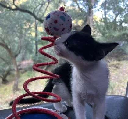 A baby medium-sized male Domestic Short Hair cat named Apple Jacks for adoption in Pleasanton, CA