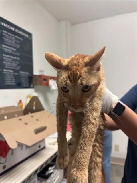 A young medium-sized male Domestic Short Hair cat named Garfield for adoption in Bakersfield, CA