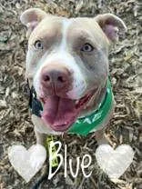 A young medium-sized male Pit Bull Terrier dog named Blue for adoption in Denton, TX