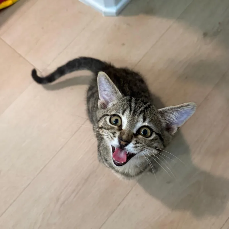 Tutti Frutti