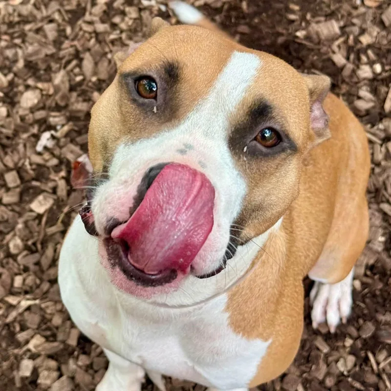 An adult medium-sized female Tricolor (Brown, Black, & White) Pit Bull Terrier dog named Dutchess for adoption in Columbia, MD