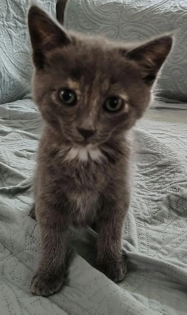 A baby medium-sized female Domestic Short Hair cat named Louise for adoption in Saint Cloud, MN