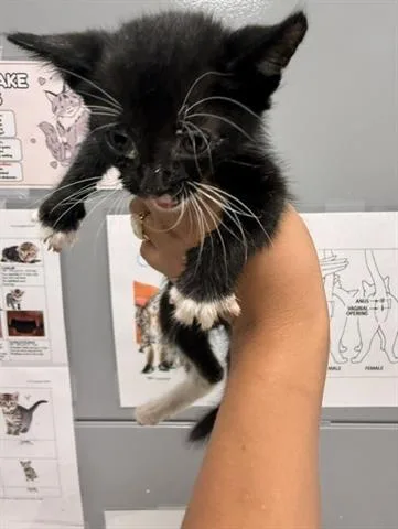 A baby small-sized male Domestic Short Hair cat named Chandler for adoption in San Martin, CA