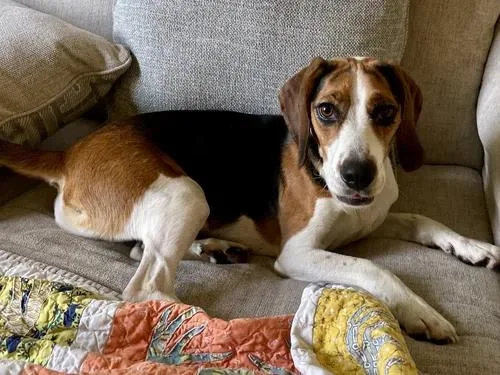 A young medium-sized male Tricolor (Brown, Black, & White) Beagle dog named Ransom for adoption in St. Paul, MN