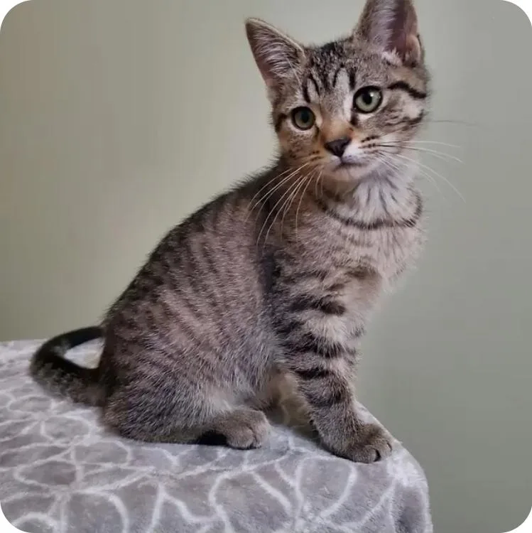 A baby medium-sized female Tabby (Brown / Chocolate) Domestic Short Hair cat named Jade for adoption in Reeseville, WI