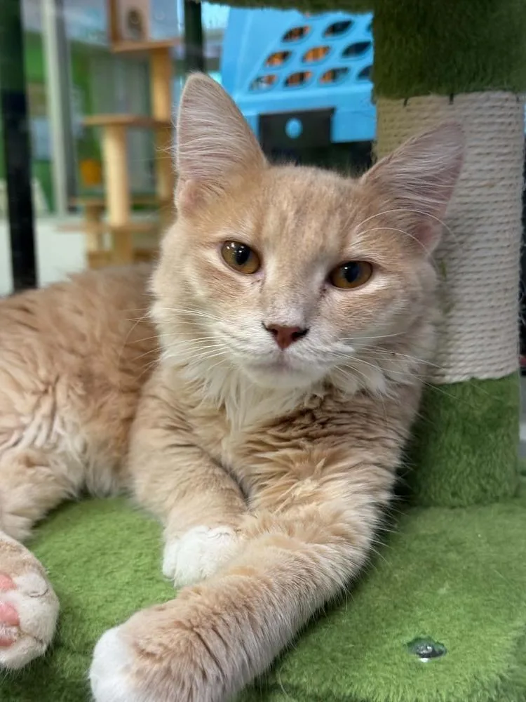 A young small-sized male Domestic Short Hair cat named Cotton Candy for adoption in Harpers Ferry, WV