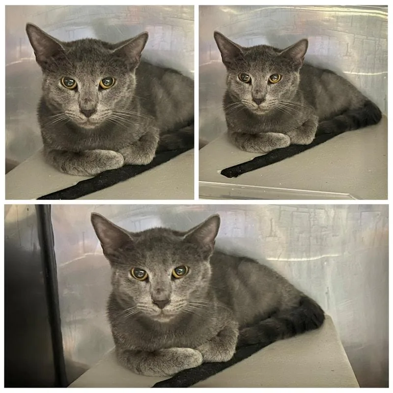 An adult medium-sized female Domestic Short Hair cat named Nattie for adoption in Dublin, VA