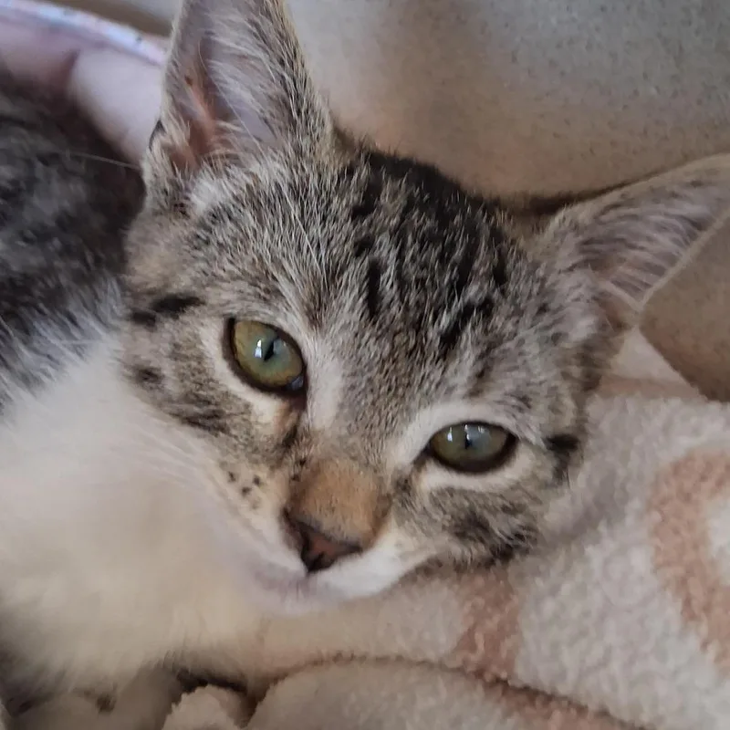 A baby small-sized female Brown / Chocolate Domestic Short Hair cat named Artichoke for adoption in Redwood City, CA
