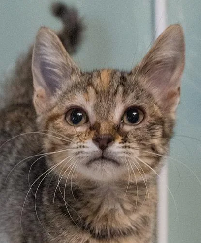 A baby small-sized female Torbie Domestic Short Hair cat named Honeynut for adoption in Encinitas, CA
