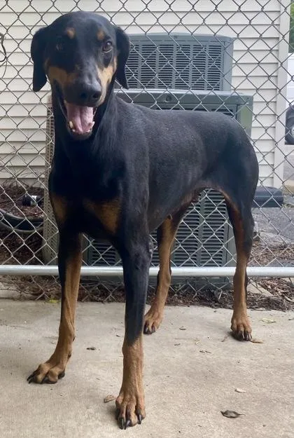 An adult large-sized female Black Doberman Pinscher dog named Ebony for adoption in Glasgow, KY
