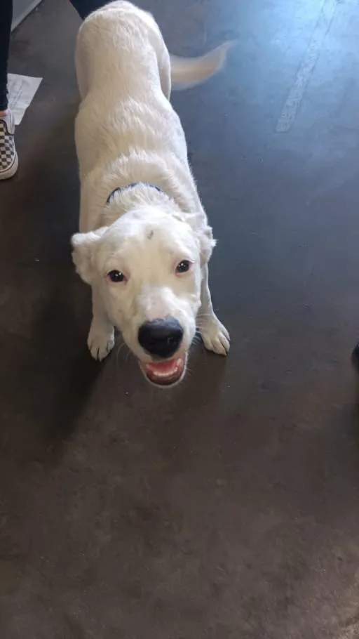 A young medium-sized female Labrador Retriever dog named Nieve for adoption in Los Angeles, CA