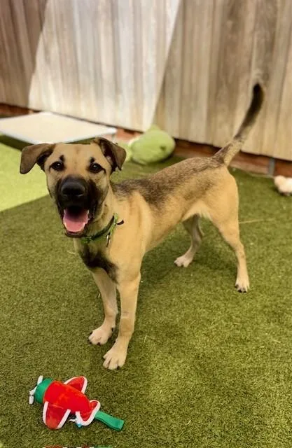 A young large-sized male Shepherd dog named Bruin for adoption in Eugene, OR