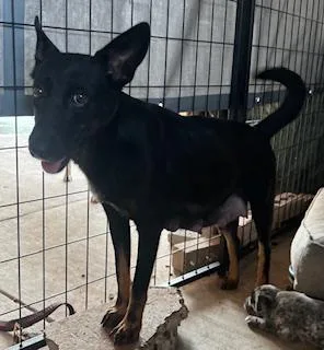 A young medium-sized female Black German Shepherd Dog dog named Mama With  Girls for adoption in McAllen, TX