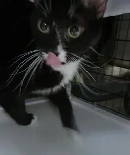 An adult medium-sized female Domestic Short Hair cat named Sweet Potato for adoption in Washington, DC