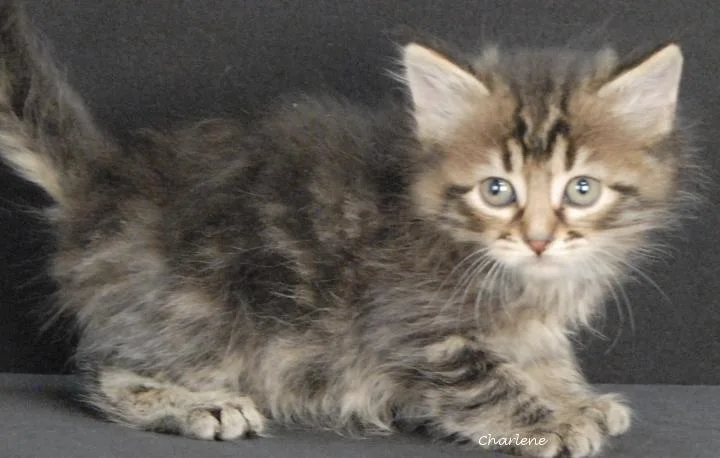 A baby medium-sized male Tabby (Brown / Chocolate) Tabby cat named Pippin for adoption in Newland, NC