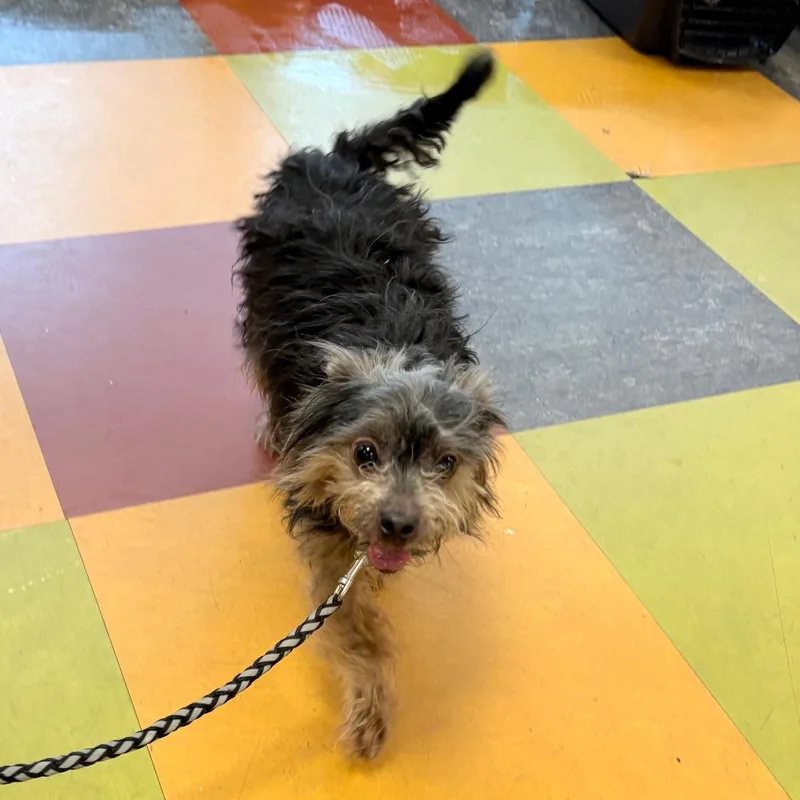 An adult small-sized male Black Mixed Breed dog named Rico for adoption in Philadelphia, PA