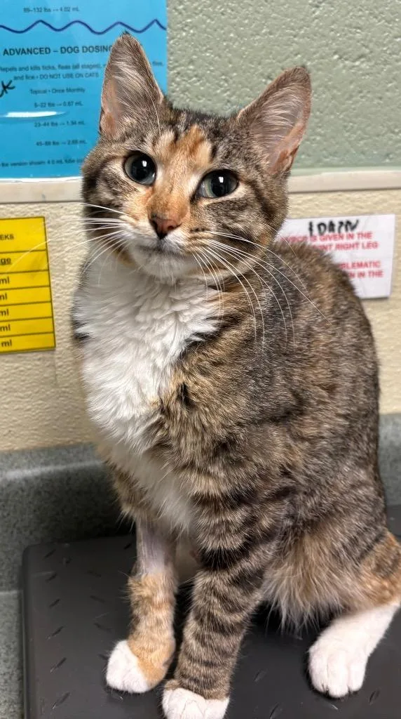 A young small-sized female Domestic Short Hair cat named Sienna for adoption in Ellijay, GA