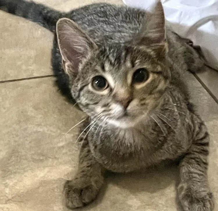 A baby small-sized male Gray & White Domestic Short Hair cat named Little Rickie for adoption in Covington, LA