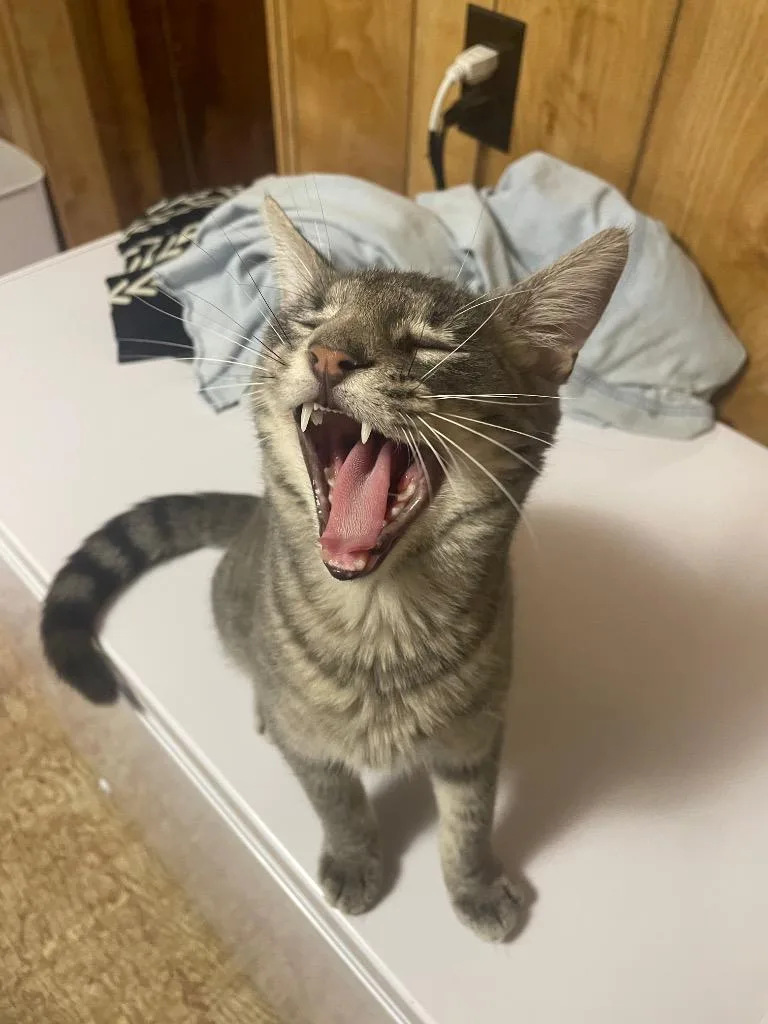 A baby small-sized male Domestic Short Hair cat named Theodore for adoption in Claremore, OK