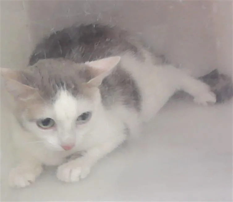 An adult small-sized female Domestic Short Hair cat named Aubrey for adoption in Houston, TX