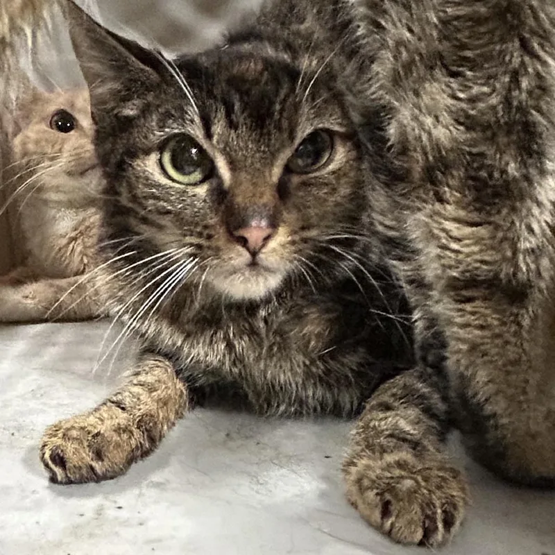 A baby small-sized female Brown / Chocolate Domestic Short Hair cat named Harriet for adoption in Weimar, CA