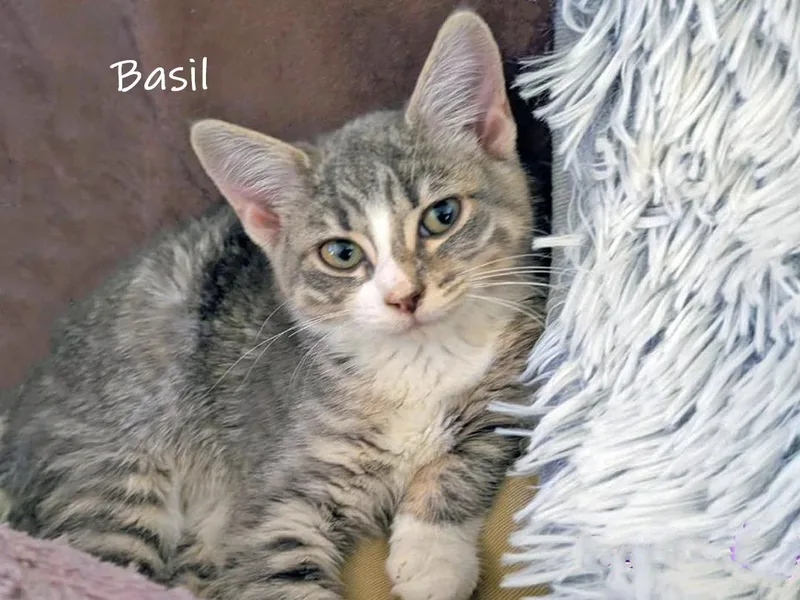 A baby medium-sized female Gray / Blue / Silver Domestic Short Hair cat named Basil for adoption in Chicago, IL