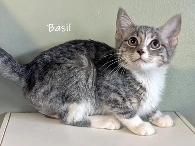 Basil thumbnail 2