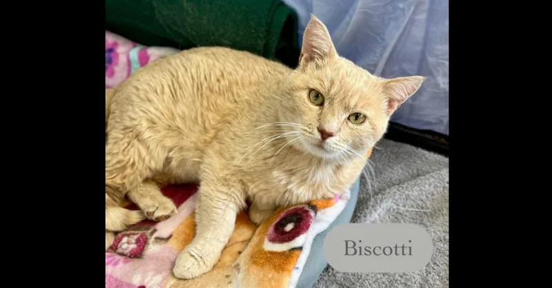 A young medium-sized male Domestic Short Hair cat named Biscotti for adoption in Chalfont, PA